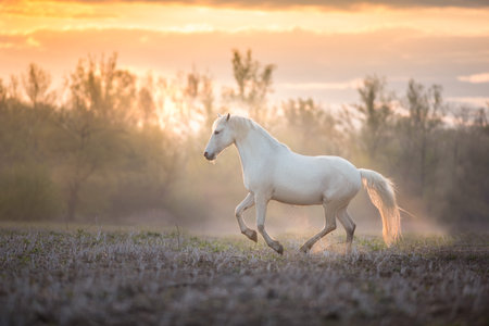 White horse with long mane run free in summer sunrise and fogの写真素材