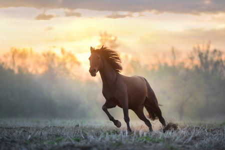 Chestnut horse with long mane run free in summer fog morningの写真素材