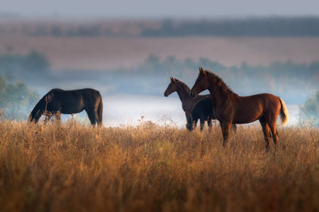 Horse herd grazing on autumn fog pastureの写真素材