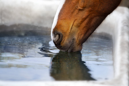 Bay horse drink water on farm close upの写真素材