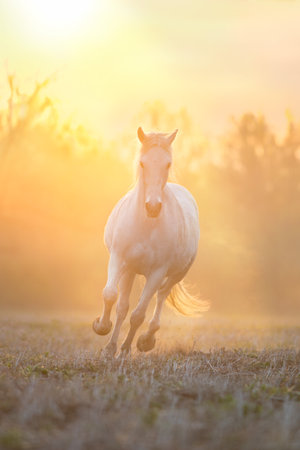 White horse with long mane run free in summer sunrise and fogの写真素材
