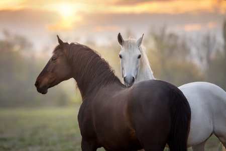 Bay and white horse close up portrait on sunrise fogの写真素材