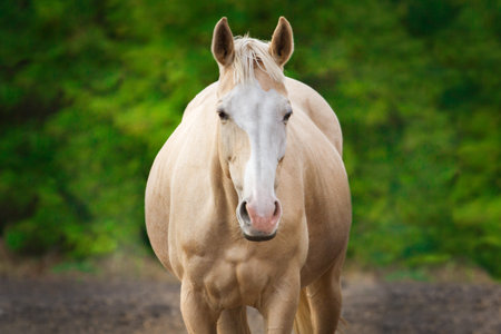 Palomino pregnant horse outdoorの写真素材