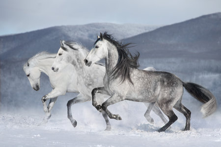 White Horse herd run free in snowの写真素材