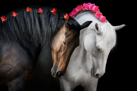 Black and white horse with flowers in mane on black backgroundの写真素材
