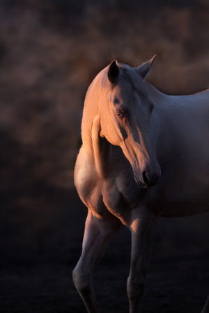 Cremello horse with blue eyes on dark backgroundの写真素材