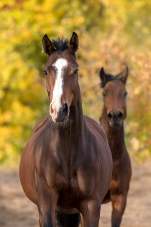 Horses run free in autumn landscape. Close up portraitの写真素材