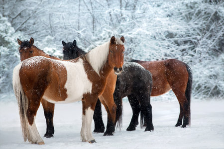 Horse herd standing in snow