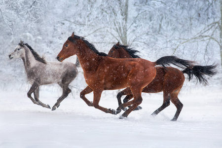 Horse herd run free in snow winter field