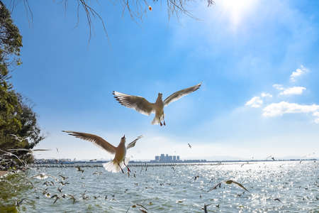 seagullの写真素材