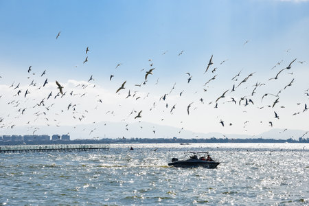 seagullの写真素材