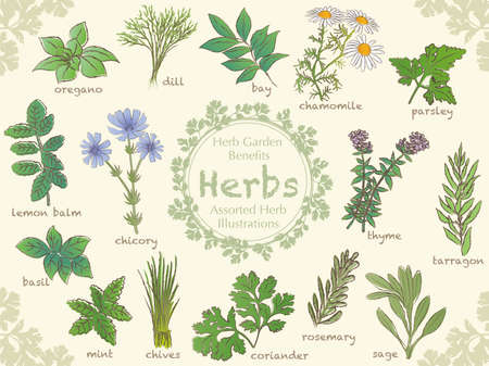 A set of various herb vector illustrations.のイラスト素材