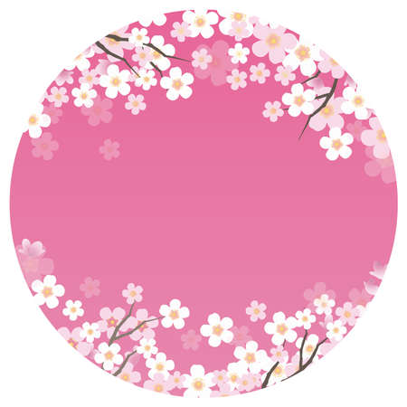 Circular vector background illustration with cherry blossoms in full bloom. (without sample text)のイラスト素材