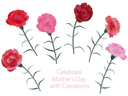 Set of assorted carnations, vector illustration.のイラスト素材