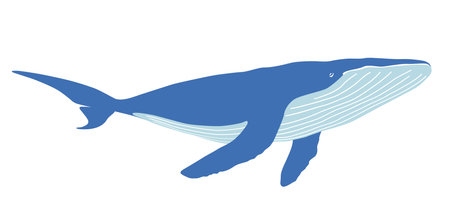 Vector Whale Flat Illustration Isolated On A White Background.のイラスト素材