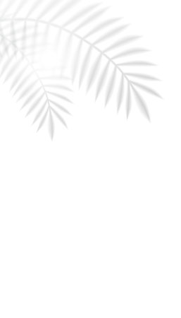 Vector Palm Leaf Shadow Casted On The Wall With Text Space.のイラスト素材
