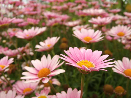 A shallow dapth of field look at a bed of wild, pink margueritesの写真素材