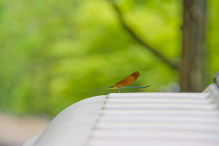 A Japanese dragonfly perched on a gray bin with a creamy green backgroundの写真素材