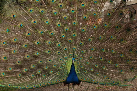 Peacock spreading its feathers expecting rainの写真素材