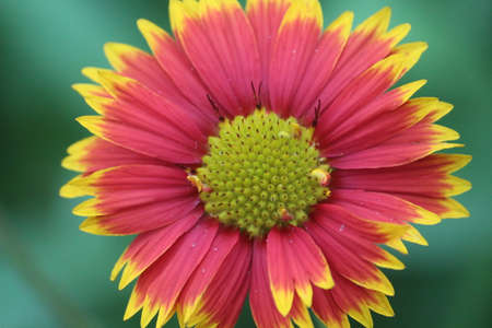 Beautiful daisy flower in the parkの写真素材