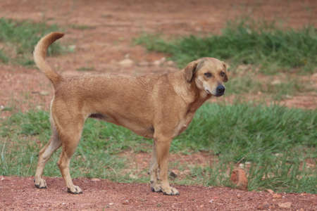 An Indian street dog in the park