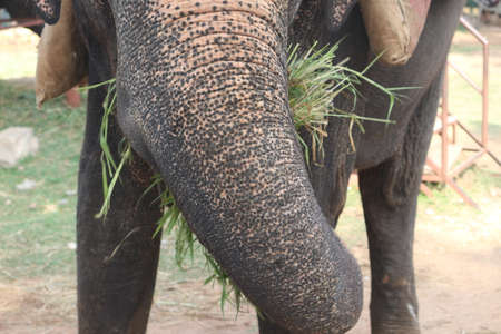 elephant using its lovely trunk to take its food into mouthの写真素材