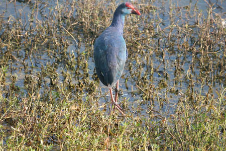 isolated purple Western swamphen in the lakeの写真素材