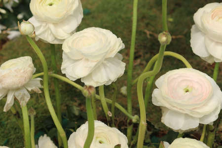 group of  Ranunculus asiaticus White flowers with  tightly clustered petals