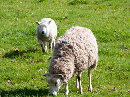 Wild sheep in a fieldの写真素材