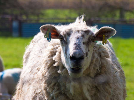 Wild sheep in a fieldのeditorial素材