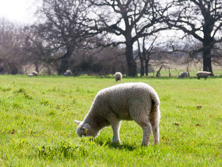 Wild sheep in a fieldの写真素材
