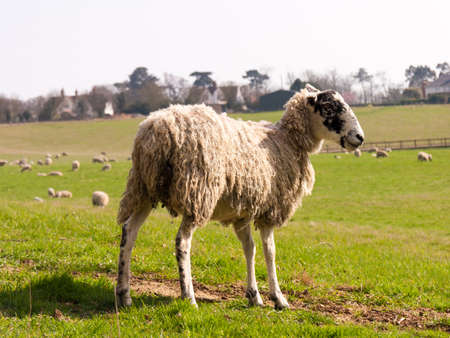 Wild sheep in a fieldの写真素材