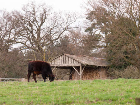 Wild cow in a fieldの写真素材