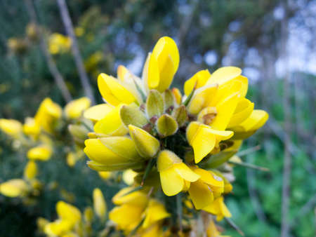 Some lovely yellow flowersの写真素材