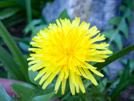 A lovely dandelion in full bloom in early springの写真素材