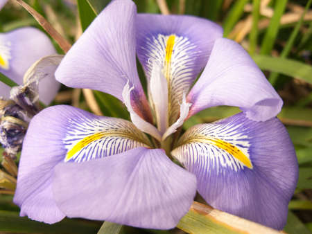 A lush purple flower with ornate pattern.の写真素材