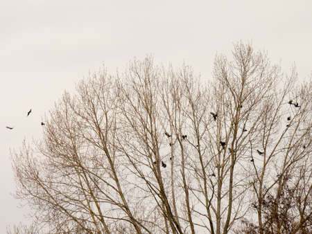 A murder of crows departing together from a dead treeの写真素材