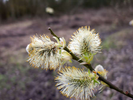 A close-up of some white and spiny flower heads.