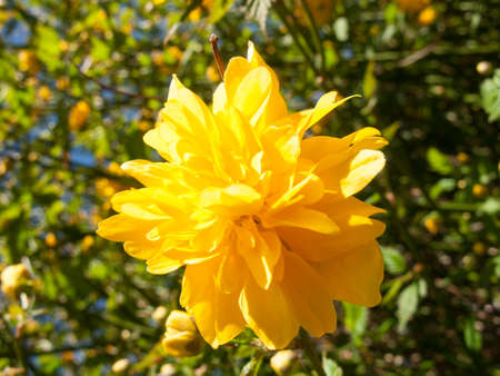 Beautiful yellow flowersの写真素材