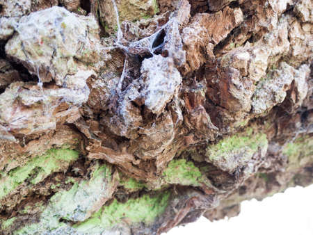 A spidery and cowebbed bit of bark and lichen