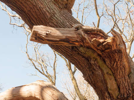 A close up of some barkの写真素材