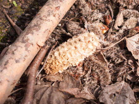 A mixture of different leaves, twigs, and bits on the floorの写真素材