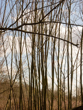 Woodland trees bare, on a lovely spring dayの写真素材