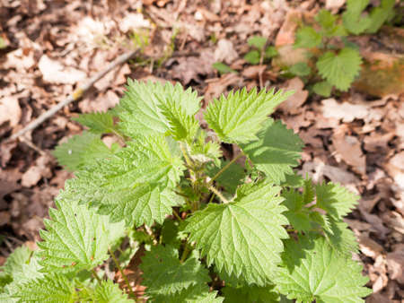 A bunch of stinging nettles on the floor