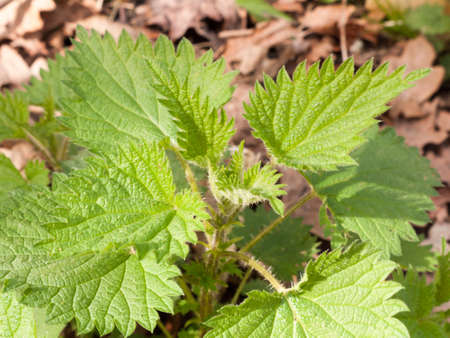 A bunch of stinging nettles on the floor