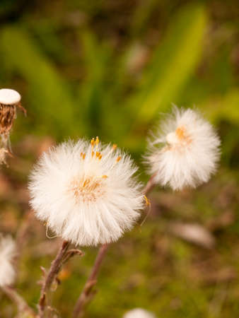 White cotton cloud dandelions with a relaxing tone, and a blurred background in the spring light and glowの写真素材