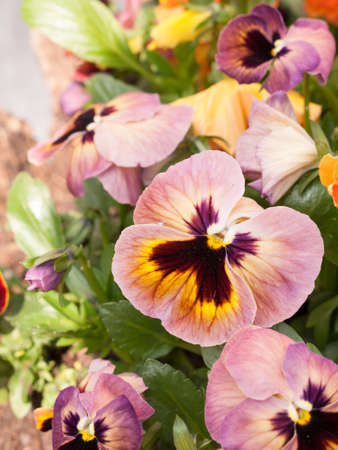 Some pink and orange flowers in the sunlightの写真素材