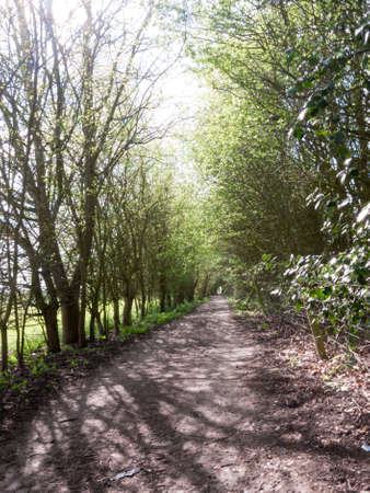 Trees upon a path with the sun light shining throughの写真素材