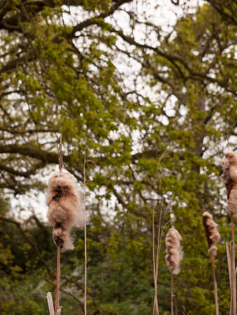 Reeds on the lake on windy day. Yellow-brown reeds in the lake on windy dayの写真素材