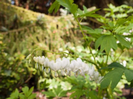 Incredible White and Hanging Bleeding Hearts in the Garden. Lamprocapnos spectabilis 'Alba'. Close by in springの写真素材